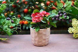 花卉,花盆,性质