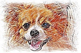 繪圖,狗,奇瓦瓦州