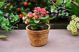 花卉,花盆,性质