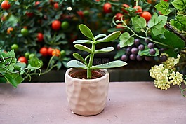 花卉,花盆,性质