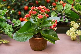 花卉,花盆,性质