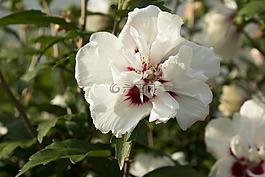 白,花,蘭花