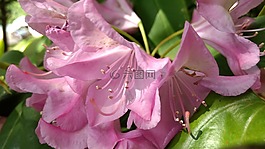 粉紅色,年輕,花的