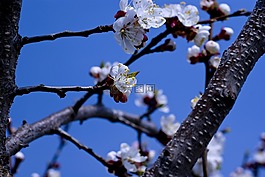 櫻花,春天,藍藍的天空