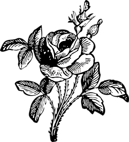 玫瑰,黑色和白色,花的