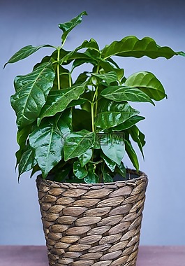 葉子,植物,性質(zhì)