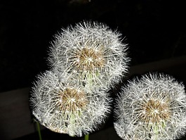 蒲公英,黑暗,開花