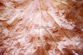 葉,植物,葉子