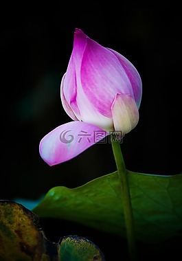 lotuts,花,越南
