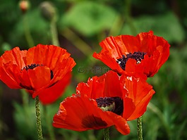 klatschmohn,三胞胎,雨区