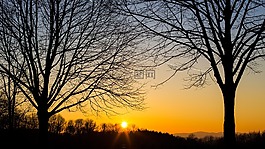 樹,性質(zhì),景觀