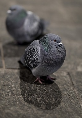 鳥,動物,野生動物