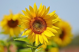 太陽花,蜜蜂,夏季