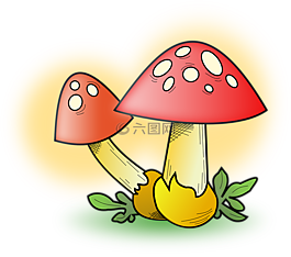 蘑菇,紅色,植物