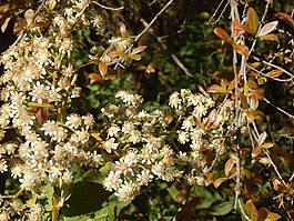 鲜花,小花朵,白色的花