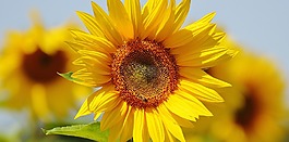 太陽花,蜜蜂,夏季