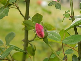 pimpollo,羅莎,詳細(xì)