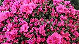 杜鹃花,粉红色,杜鹃