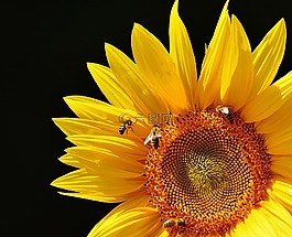 太陽花,蜜蜂,夏季