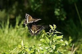 蝴蝶,燕尾,花
