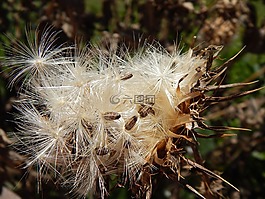 薊,種子,vilanos