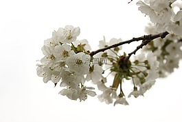 櫻桃,開花,春天