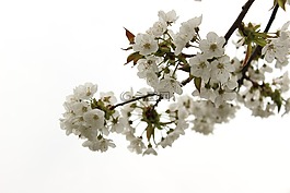櫻桃,開(kāi)花,春天