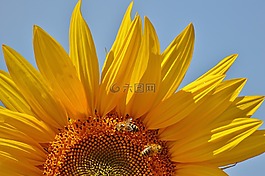 太陽花,蜜蜂,夏季