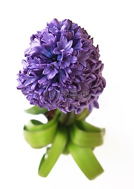 风信子,花,紫色