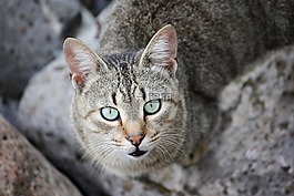 貓咪,野貓,動物