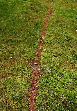 森林,路徑,秋