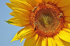 太陽花,蜜蜂,夏季