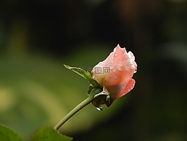 羅莎,pimpollo,雨