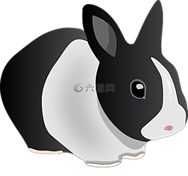 兔,動物,黑色和白色