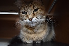 貓,小貓,動物