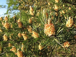 松,性質(zhì),針葉樹