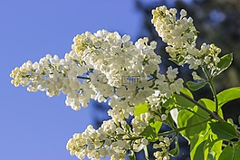 紫丁香,夏天,芬兰
