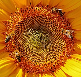 太陽花,蜜蜂,夏季