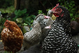 雞,農(nóng)場,動物