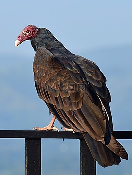 鳥(niǎo),兀鷲,土耳其禿鷲