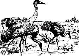 鳥(niǎo),高鳴鶴,動(dòng)物
