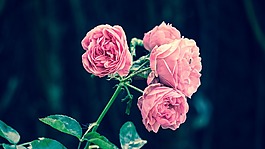 粉色玫瑰,西班牙花園,粉紅色