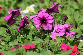 花,植物區(qū)系,自然