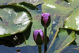 花,葉,植物區(qū)系