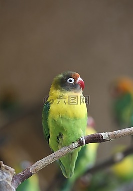 鳥(niǎo),動(dòng)物世界,性質(zhì)