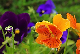潘茜,廠,花