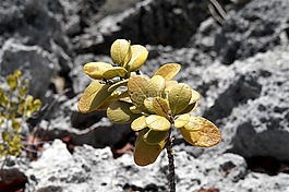 太陽,植物,景觀
