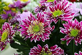 花,自然,植物區(qū)系