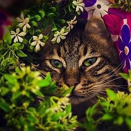 狸花猫,伊斯坦布尔,可爱
