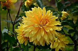 嬌琴紗,黃色,花